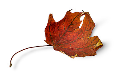 Image showing Dry maple leaf with curled edges horizontally