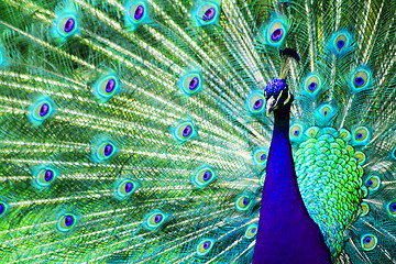 Image showing peacock bird background