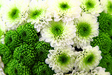 Image showing white and green flower background