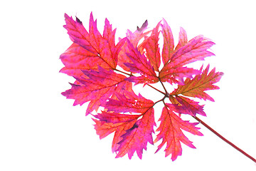 Image showing red leaf isolated 