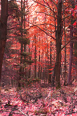 Image showing autumn forest in the sun