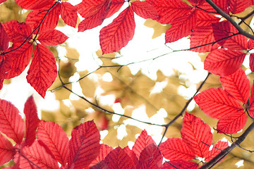Image showing autumn leafy background