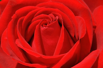 Image showing red rose background