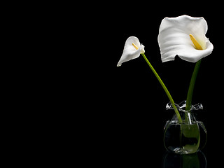 Image showing Two White Callas