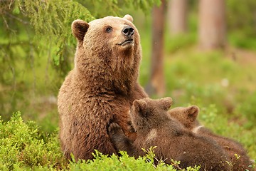 Image showing Bear with cubs. Bear feeding cubs. Bear breastfeeding cubs.