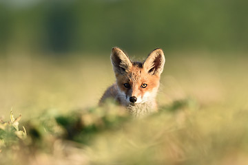 Image showing red fox kit in summer. red fox puppy in summer. red fox baby in summer.