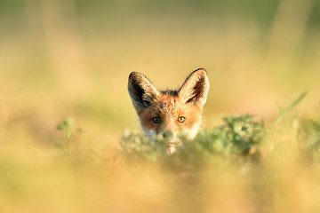 Image showing Red fox kit at the sun. Red fox puppy. Little fox. Summer.