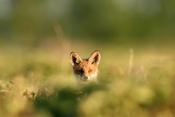 Image showing Red fox kit. Red fox puppy. Juvenile red fox. Red fox pup. Little fox.