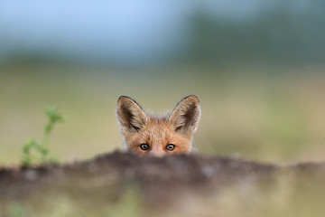 Image showing Red fox kit. Red fox puppy. Juvenile red fox. Red fox pup. Little fox.