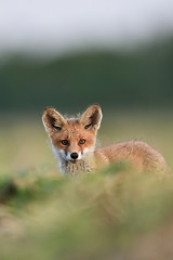 Image showing red fox kit portrait. red fox puppy portrait