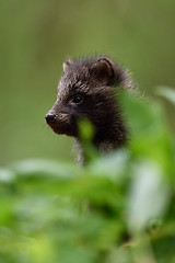 Image showing Raccoon dog kit. Raccoon dog puppy. Baby animal. Cute animal.