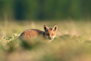 Image showing red fox kit. red fox puppy. baby animal. cute animal.