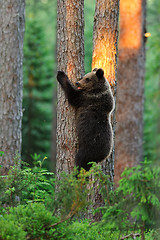 Image showing brown bear on tree. bear hugging a tree.