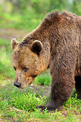 Image showing brown bear portrait. big male brown bear. adult male bear