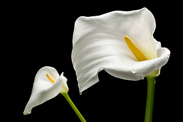 Image showing Two White Callas