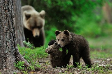 Image showing bear cubs playing, mother bear in the background