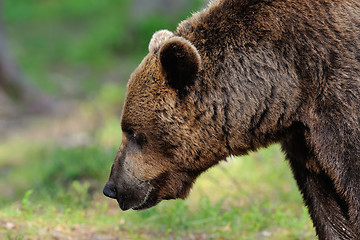 Image showing brown bear portrait