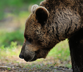 Image showing brown bear portrait. bear face.