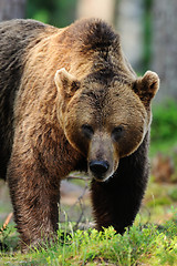 Image showing brown bear portrait. male brown bear