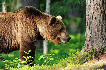 Image showing brown bear