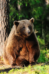 Image showing brown bear sitting against a tree