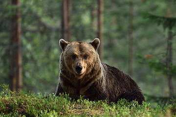 Image showing brown bear