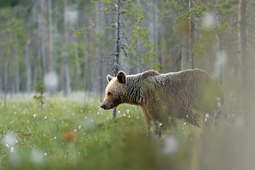 Image showing brown bear