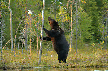 Image showing Brown bear standing