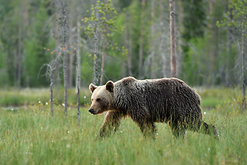 Image showing brown bear