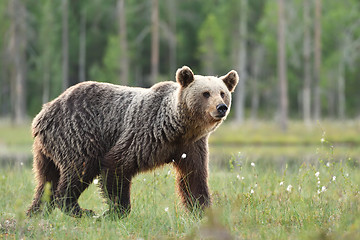 Image showing brown bear