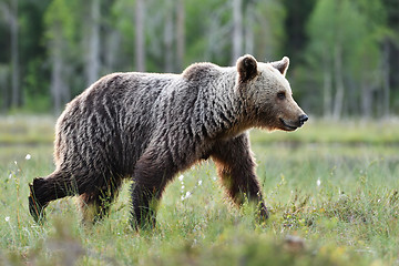 Image showing bear walking