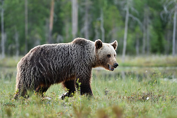 Image showing brown bear with forest background