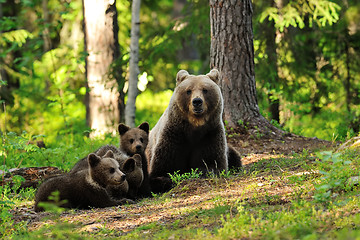 Image showing bear with cubs in forest. bear family