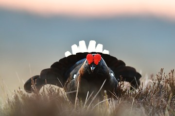 Image showing black grouse at sunrise