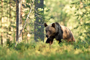 Image showing brown bear walking in forest