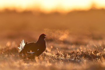 Image showing Black grouse calling at sunrise. Bird at sunrise.