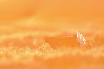 Image showing black grouse lek at sunrise