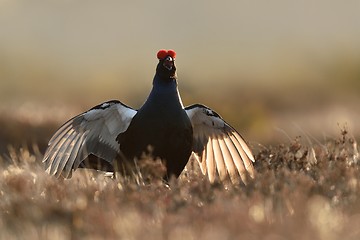 Image showing Black grouse game. Black grouse jump. Black grouse wingspan.