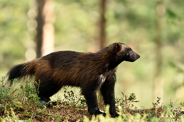 Image showing wolverine (gulo gulo) in forest