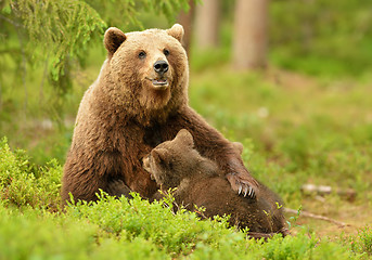 Image showing Brown bear breastfeeding cubs