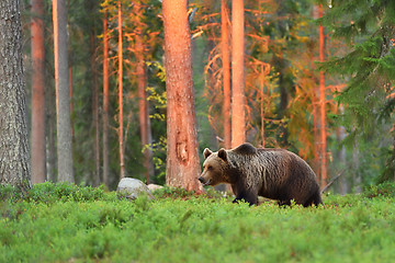 Image showing brown bear walking in forest at sunset 