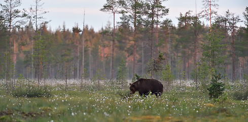 Image showing brown bear in wild taiga