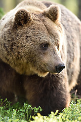 Image showing big male brown bear portrait