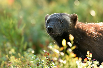 Image showing wolverine portrait in forest