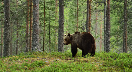 Image showing brown bear in a forest landscape