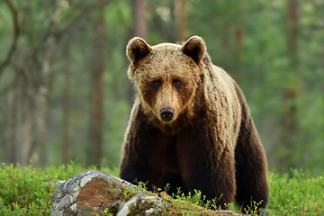 Image showing brown bear