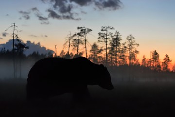 Image showing brown bear at night after sunset