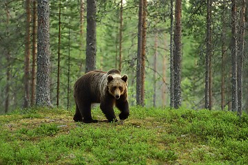 Image showing Brown bear in a forest landscape