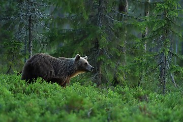 Image showing brown bear in a forest landscape at night