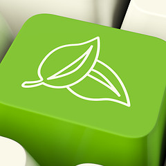 Image showing Leaves Icon Computer Key In Green Showing Recycling And Eco Frie